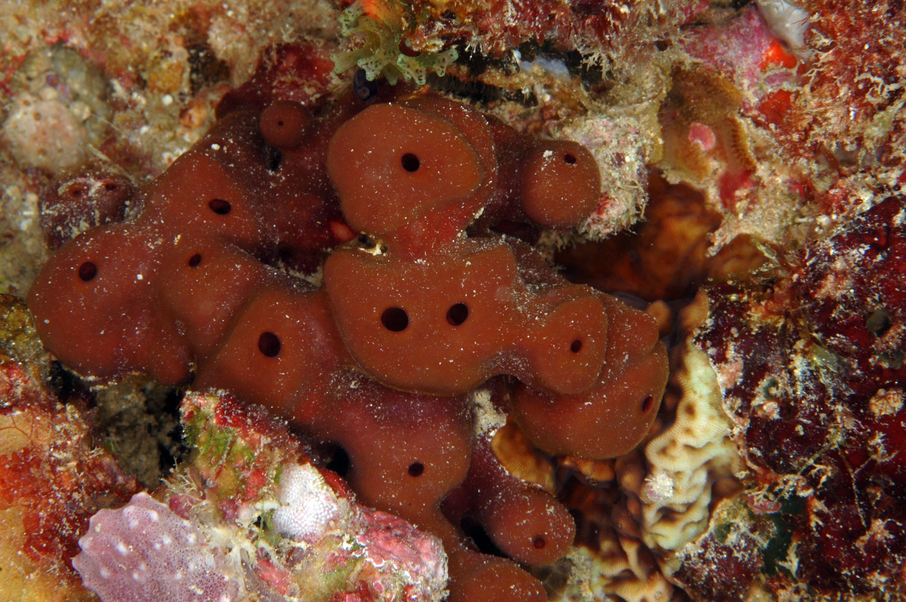 Представитель Семейства Neopeltidae